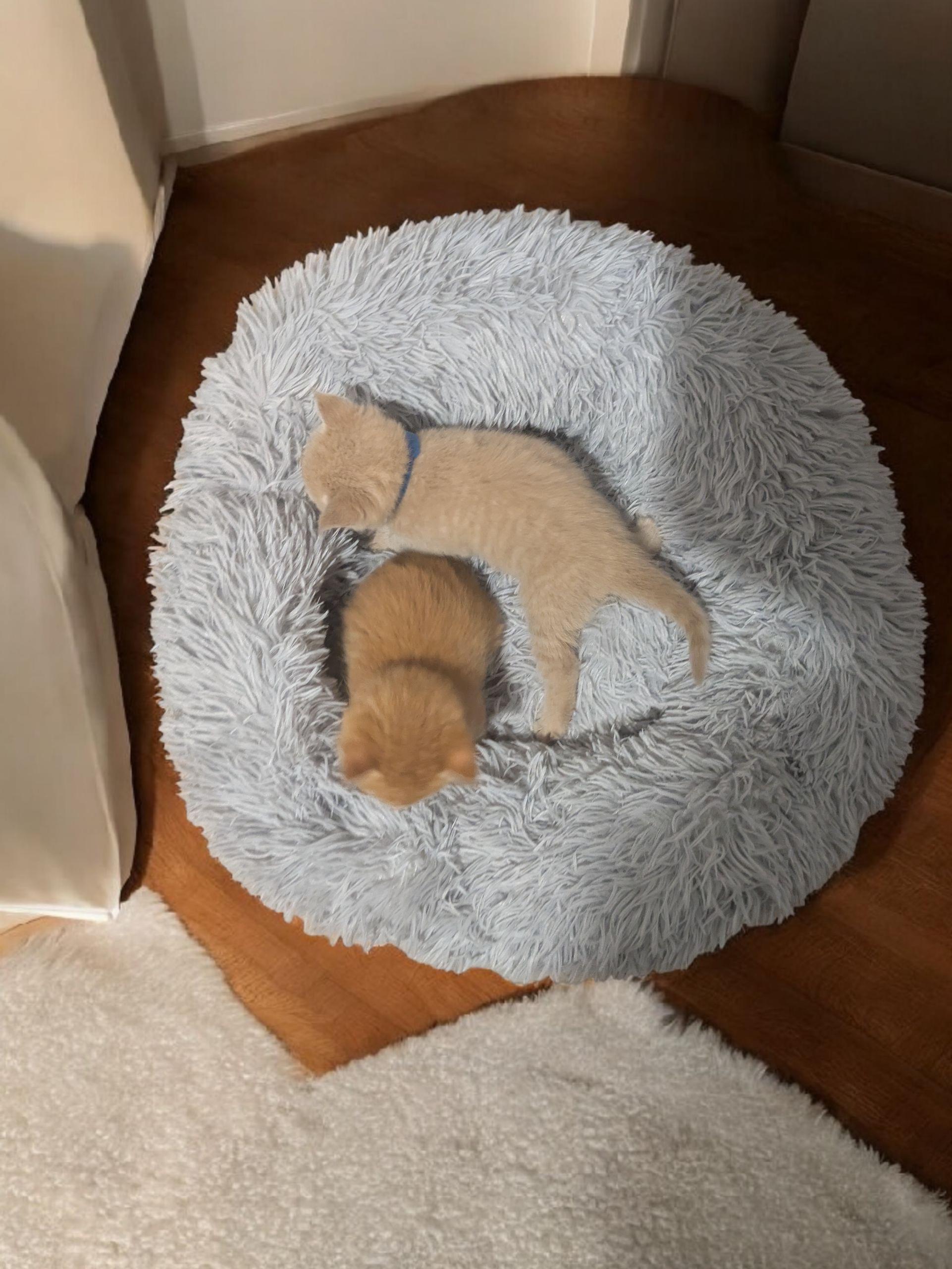 Soft round grey plush cat bed with two small realistic cat toys nestled inside.