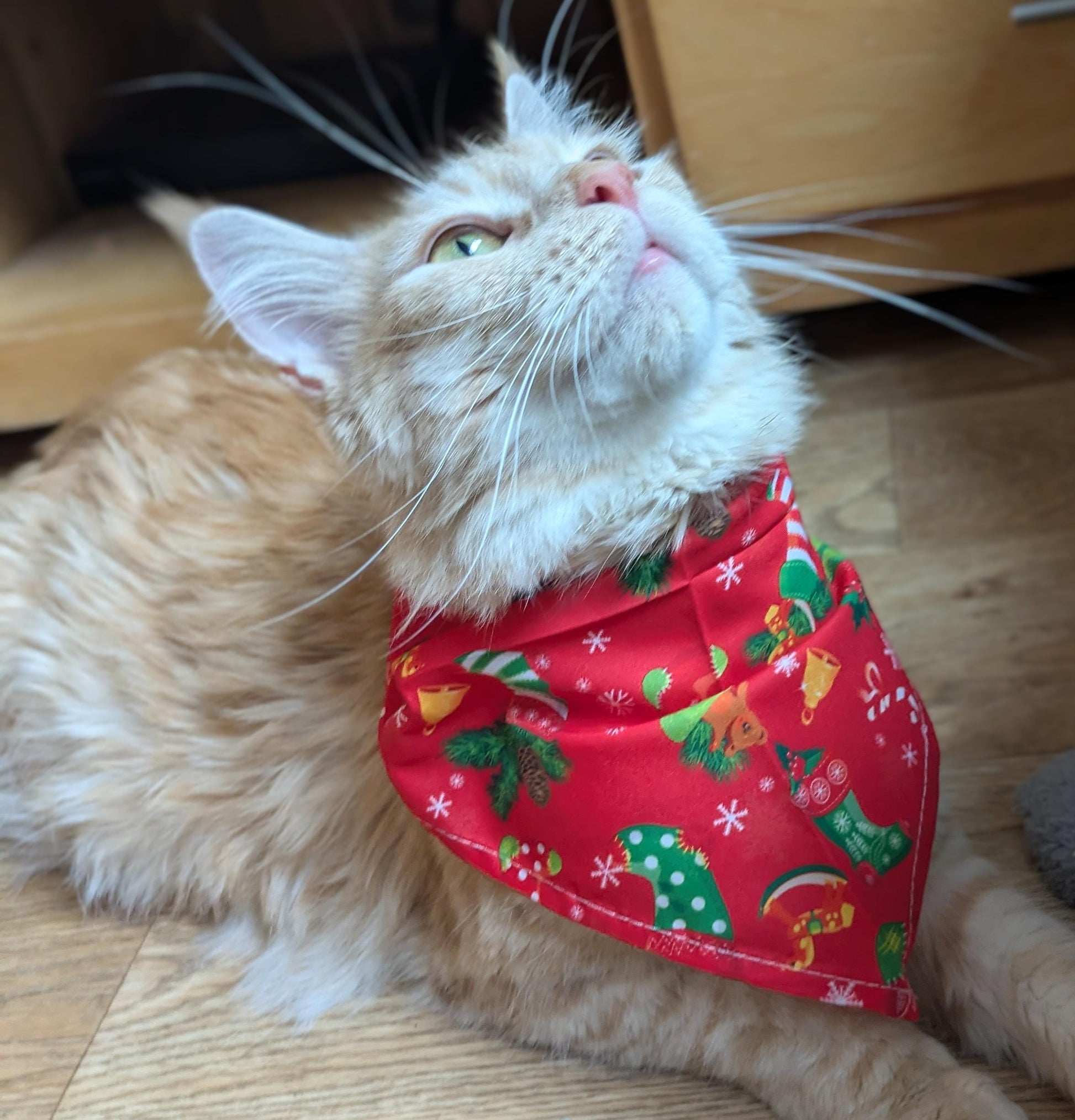 Orange tabby cat wearing a red Christmas bandana with festive patterns including candy canes and holly leaves.